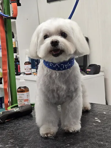 Psi Fryzjer - Rozmerdany Świat "Ti-Du"